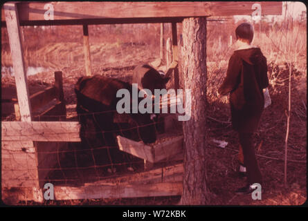 MICHAEL GIPSON, 14, Sohn von Herrn und Frau. WAYNE GIPSON, die leben in der Nähe von GRUETLI, Tennessee, in der Nähe von Chattanooga, ernährt die Familie Kühe nach der Schule. Der Vater hält, SOWIE EINIGE Schweine und Hühner zu geben seinen Söhnen EIN GEFÜHL DER VERANTWORTUNG. Herr GIPSON IST EIN FÖRDERBAND OPERATOR IN EINER NICHT-UNION MINE UND EINE Ministerin, DIE NICHT MIT EINEM REGULÄREN KIRCHE. Er amtiert auf Hochzeiten und Beerdigungen und predigt an WIEDERAUFERSTEHUNGSTREFFEN Stockfoto