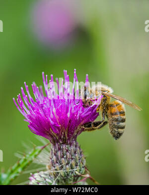 Honig Biene auf lila Distel Blumen auf einem lokalen in South Wales Stockfoto