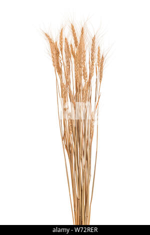 Braun getrocknet Weizen Ernte. Studio Schuß auf weißem Hintergrund. Stockfoto