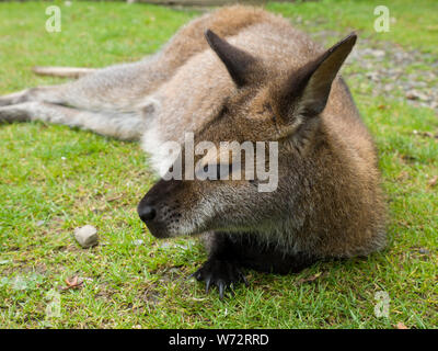 Wallaby entspannend auf das Gras am Tamar Otter & Wildlife Center,Petherwin, Nr. Launceston, Cornwall, Großbritannien Stockfoto