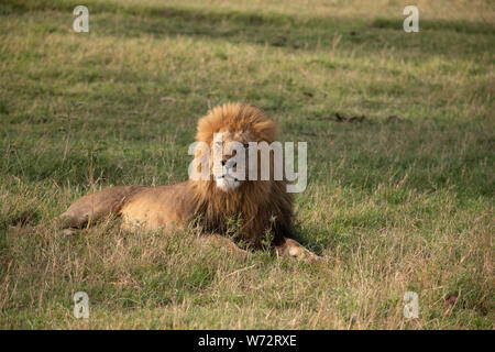 Ein prächtiger männlicher Löwe, der im grünen Gras von Masai Mara, Kenia, sitzt Stockfoto