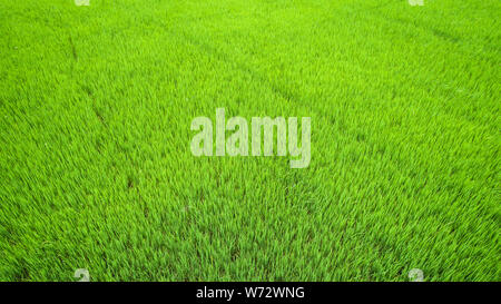 Schönen grünen Reisfeldern im Norden von Thailand. Luftaufnahme von Flying drone Stockfoto