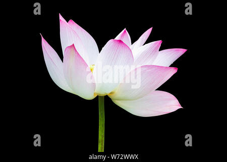 Schöne rosa Lotusblüte auf schwarzem Hintergrund isoliert. Mit Clipping-Pfad (Lotus verwendet, um Anbetung) gespeichert Stockfoto