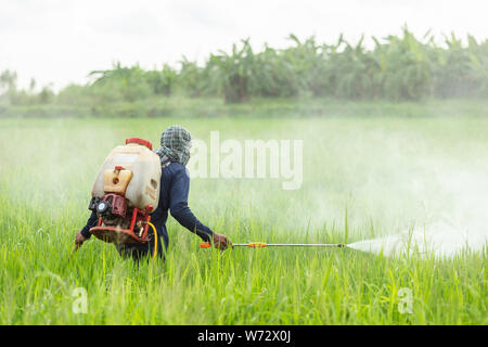 Thailändischen Landwirt mit Maschine und Spritzen von chemischen auf die jungen grünen Reisfeldern Stockfoto