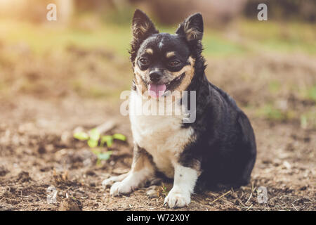 Close up Kopfschuss von cute Chihuahua Hund auf unscharfen Hintergrund Stockfoto