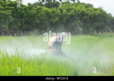 SUKHOTHAI, THAILAND - Juni 17, 2018: Ein unbekannter Menschen Spritzen von Chemikalien zu junge grüne Reisfelder in Sukhothai am 17. Juni 2018. Stockfoto