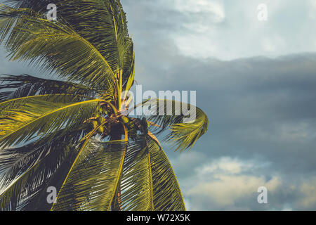 Palme im Wind mit Dark Cloud Hintergrund vor dem Regen Stockfoto