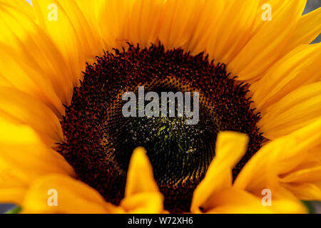 Eine Nahaufnahme eines großen Sonnenblumen in voller Blüte zeigt seine Center, das die Vögel Liebe im Herbst, wenn die Samen gebildet haben zu essen Stockfoto