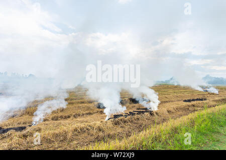Feuer trockenes Stroh von Reis in das Feld ein. Umwelt Konzept Stockfoto