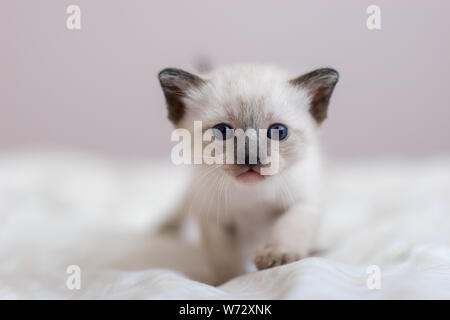 Porträt eines kleinen Siam oder Thai kitten Suchen mit blauen Augen direkt in die Kamera und gehen. Close-up. Für Text platzieren. Selektive konzentrieren. Unschärfe Stockfoto