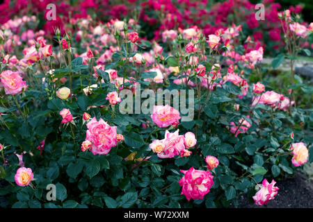 Buchsen mit schönen blühenden Rosen. Rot und rosa Blüten. Selektive konzentrieren. Der Hintergrund ist unscharf. Stockfoto