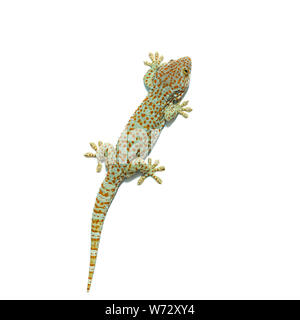 Große Größe gecko Klettern an der Wand und isoliert auf weißem Hintergrund Stockfoto