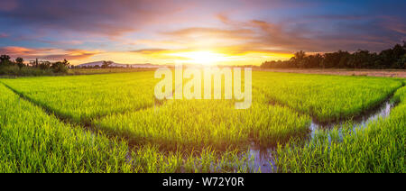 Panorama Landschaft der jungen grünen Reisfeldern und schönen Himmel Sonnenuntergang in Thailand Stockfoto
