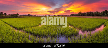 Panorama Landschaft der jungen grünen Reisfeldern und schönen Himmel Sonnenuntergang in Thailand Stockfoto