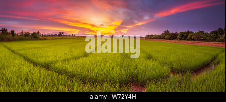 Panorama Landschaft der jungen grünen Reisfeldern und schönen Himmel Sonnenuntergang in Thailand Stockfoto