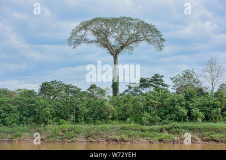 Einen riesigen Ceiba (kapok) Baum entlang des Tambopata Fluss, peruanischen Amazonas Stockfoto