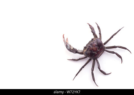 Satz mehrere schwarze Krabbe auf weißem Hintergrund Stockfoto