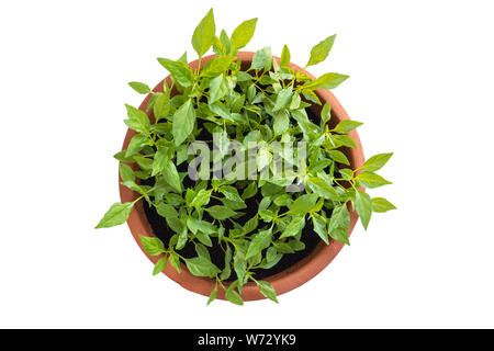 Ansicht von oben Junge frische Thai chili Baum im Garten Topf auf weißem Hintergrund. Mit clipping Pfad gespeichert Stockfoto