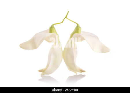 Weiß Blume Agasta, Sesban oder pflanzlichen Kolibris auf weißem Hintergrund Stockfoto