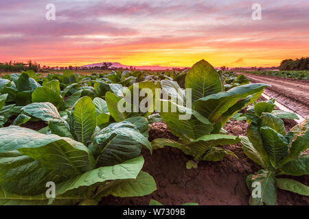 Ansicht der jungen grünen Tabakpflanze im Feld in der Provinz Sukhothai im Norden von Thailand Stockfoto