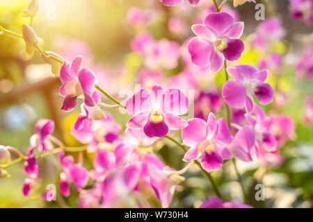 Schöne frische Der orchideenblüte in öffentlichen Garten im Norden von Thailand Stockfoto