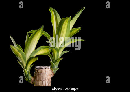 Dracaena tree oder Dracaena fragrans in Schwarz Plastik Topf studio geschossen und auf schwarzem Hintergrund Stockfoto