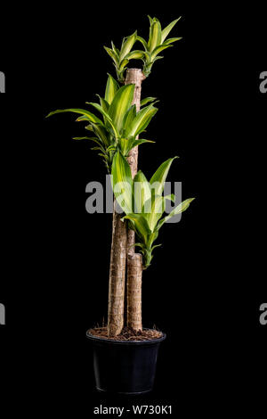 Dracaena tree oder Dracaena fragrans in Schwarz Plastik Topf studio geschossen und auf schwarzem Hintergrund Stockfoto