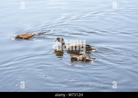 Eine weibliche Stockente, Anas platyrhynchos, hält ein Auge auf eine Bisamratte, Ondatra zibethicus, wie es schwimmt hinter ihr und ihrem Entlein. Stockfoto