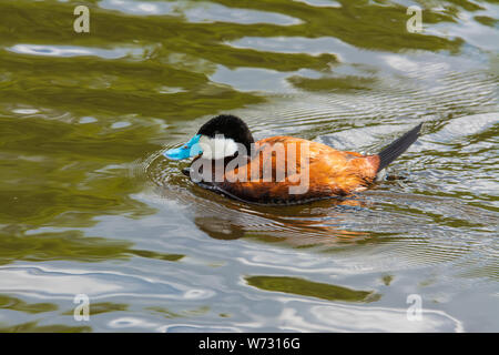 Die blauen abgerechnet Schwarzkopfruderente, Oxyura jamaicensis, Schwimmen in einem Teich im Zentrum von Alberta, Kanada Stockfoto