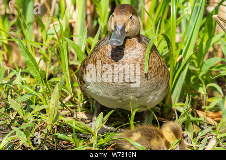 Eine weibliche redhead ente, Aythya americana, wacht über ihren schlafenden Entenküken in eine Rasenfläche neben einem Teich im Zentrum von Alberta, Kanada Stockfoto