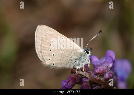 Ein silbriges Blau Schmetterling, Glaucopsyche lygdamus, auf vogelwicke thront, Vicia cracca, während der Frühling in Central Alberta, Kanada Stockfoto