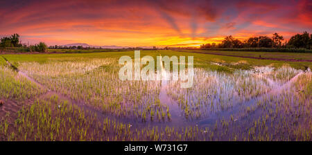 Panorama Landschaft der jungen grünen Reisfeldern und schönen Himmel Sonnenuntergang in Thailand Stockfoto