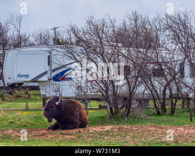 Bison in der Honig Flat Campground, Caprock Canyons State Park, Quitaque, Texas. Stockfoto