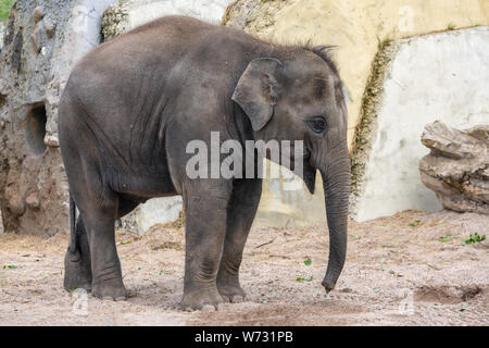 Little Baby elepant im Amsterdamer Artis Zoo, die Niederlande Stockfoto