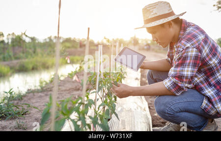 Junge asiatische Bauern mit Tablet und Überprüfung seiner Anlage oder Gemüse (Chili). Technologie für intelligente Landwirt Konzept Stockfoto