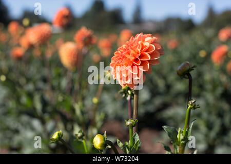 Dahlie 'Maarn' am Swan Insel Dahlien in Carson City, Nevada, USA. Stockfoto