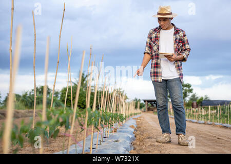 Jungen asiatischen Bauer Holding Notebook und Kontrolle seiner Anlage oder Gemüse (Chili). Junge Intelligenter Landwirt Konzept Stockfoto