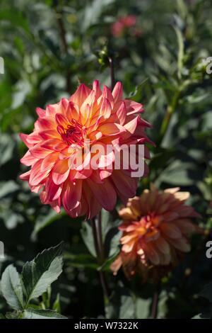 Dahlie 'Mai Tai' am Swan Insel Dahlien in Carson City, Nevada, USA. Stockfoto