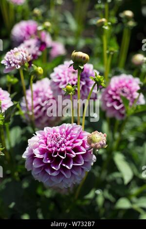 Dahlie 'B' am Swan Insel Dahlien in Carson City, Nevada, USA. Stockfoto