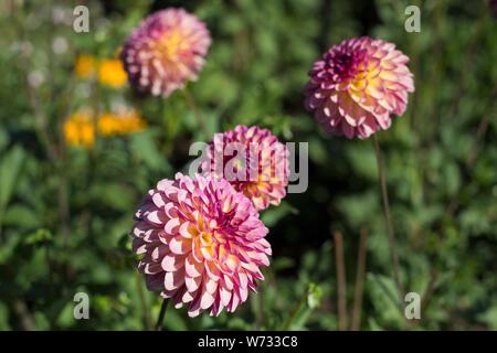 Dahlie Foxy Lady am Swan Insel Dahlien in Carson City, Nevada, USA. Stockfoto