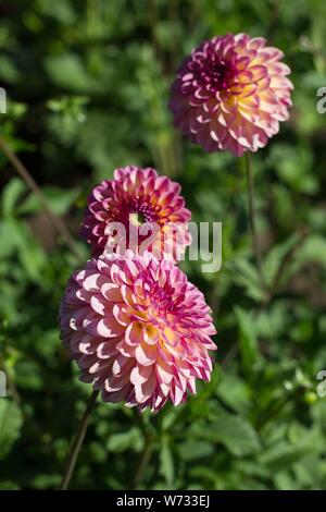 Dahlie Foxy Lady am Swan Insel Dahlien in Carson City, Nevada, USA. Stockfoto