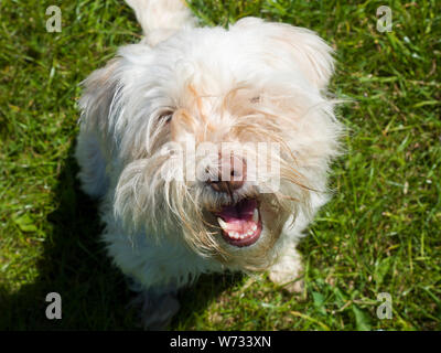 Scruffy weißen Hund suchen in die Kamera. Stockfoto