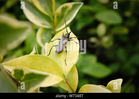 August 2019. Eine Nahaufnahme eines langen Hörnern, Moschus Käfer (Aromia moschata) in Exeter, Großbritannien Stockfoto