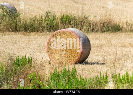 Runde trockenes Heu- und Strohballen aus Korn auf abgeerntete Weizenfelder. Runde goldenen Brötchen von Strohballen in das Feld nach der Ernte Stockfoto