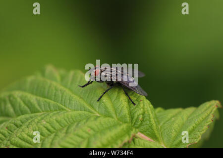 Nahaufnahme von Schwarze Fliege mit roten Augen auf Blatt Stockfoto