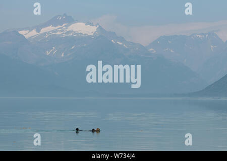 Sea Otter floating in die malerische Landschaft von Alaska, USA Stockfoto