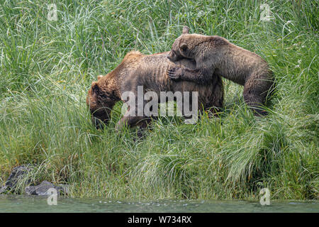 Küsten brauner Bär Mutter mit Jungtier, Katmai, Alaska, USA Stockfoto