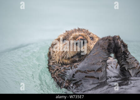 In der Nähe von Sea Otter auf der Rückseite. Stockfoto