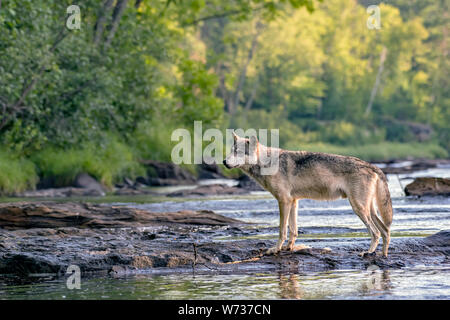 Graue Wölfe gehen über Felsen in einem fließenden Fluss Stockfoto