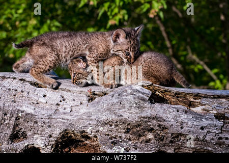 Zwei Bobcat Kätzchen spielen zusammen auf einem alten Gefallen Anmelden Stockfoto